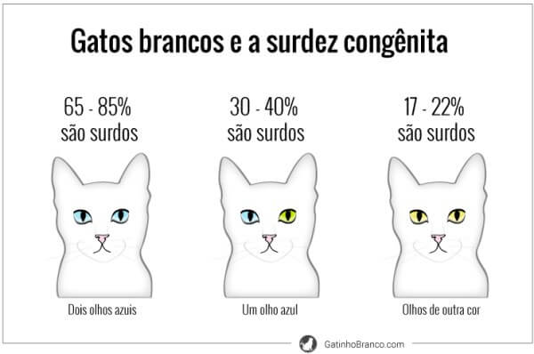 Gatos Brancos S O Surdos Doutor Pet Voc Ama A Gente Cuida