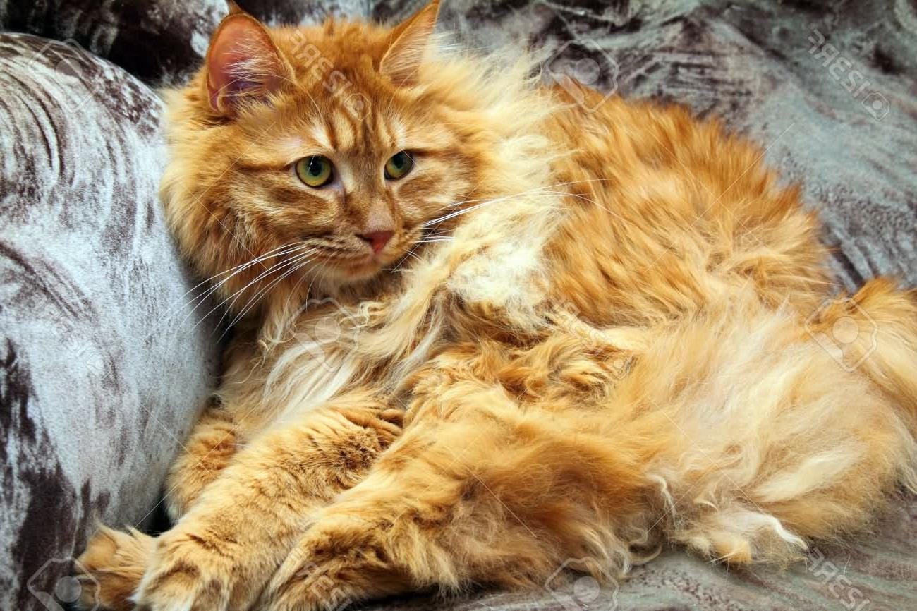 Bobtail Americano O Gato De Rabo Cortado Doutor Pet Voc Ama A