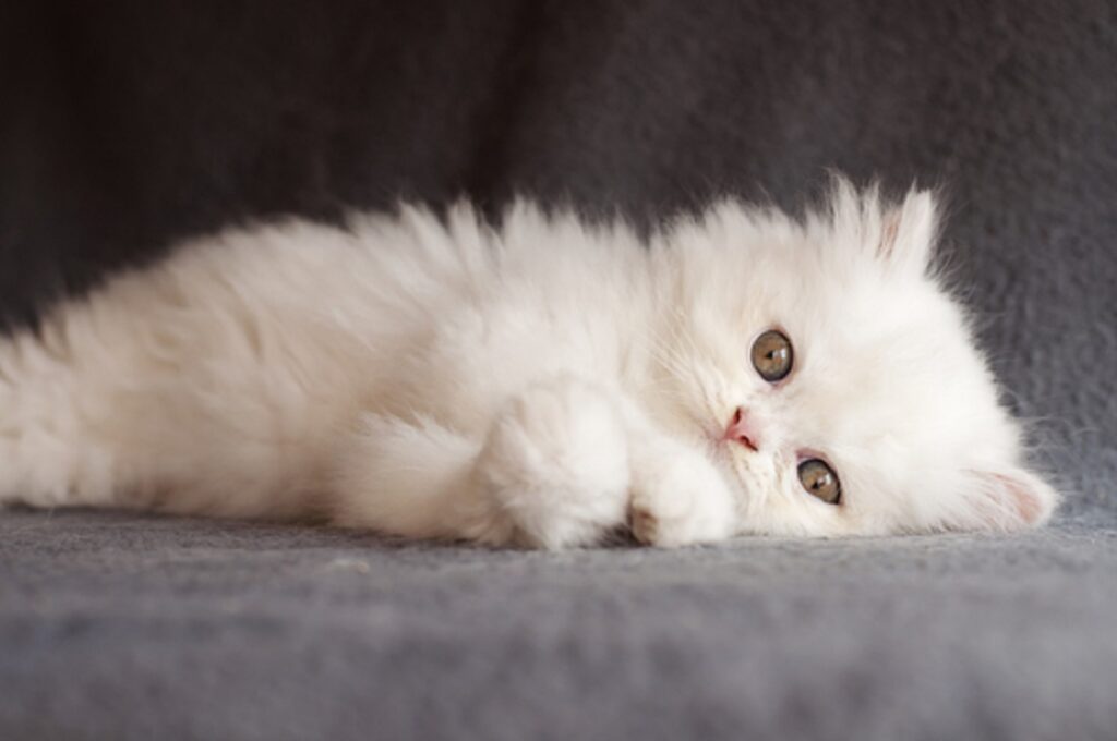O Gato Persa e seus possíveis problemas de saúde - Gatos, Persa, Raças, Saúde