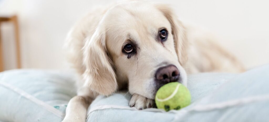 Conheça a doença ortopédica mais perigosa Canina de grande porte! - Saúde