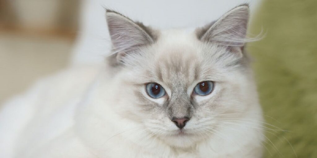 Conheça o Ragdoll - O gato fiel e companheiro - British Shorthair, Gatos, Raças