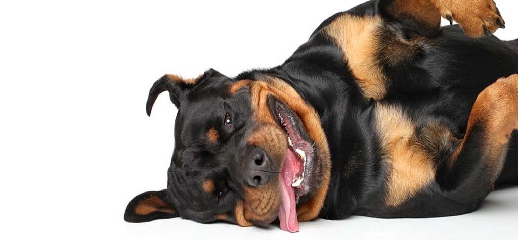 Rottweiler - Veja seus possíveis problemas de saúde - British Shorthair, Gatos, Raças