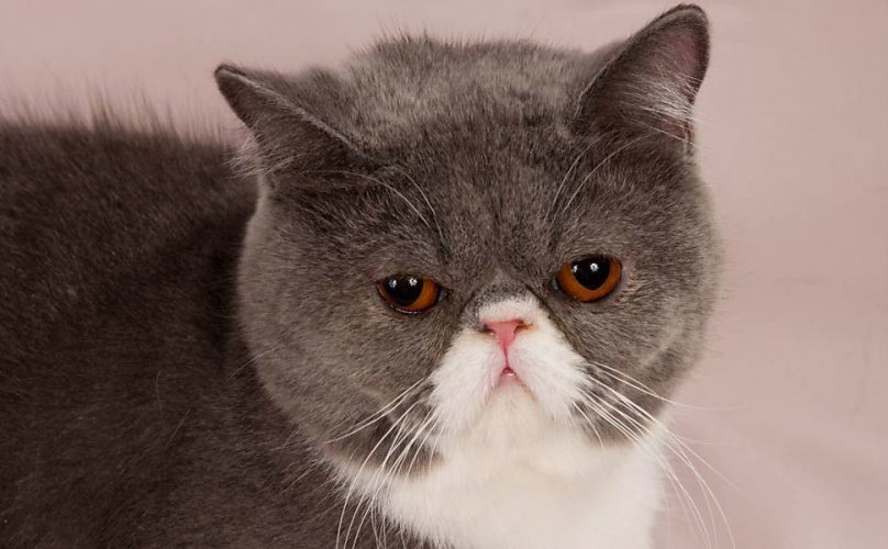 O gato Exótico e seus possíveis problemas de saúde - British Shorthair, Gatos, Raças