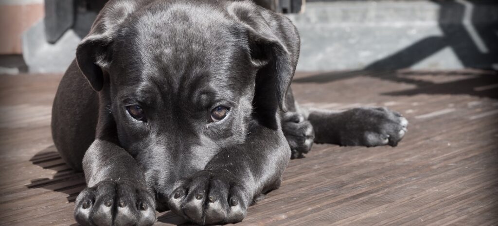 Transfusão sanguínea canina - Cães também salvam vidas - Saúde