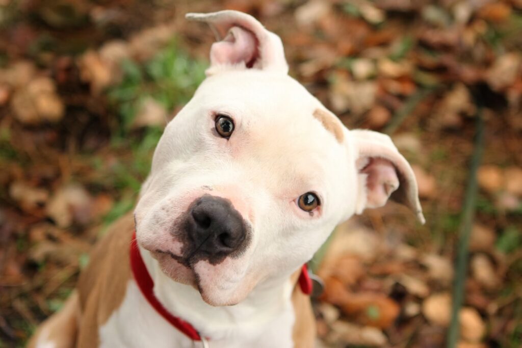 Conheça o American PitBull Terrier! - Gatos, Himalaio, Raças