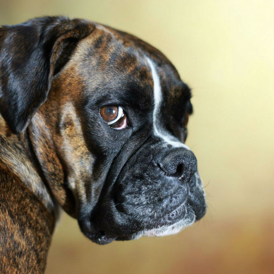 Boxer - Um cão de companhia muito agradável e inteligente! - Boxer, Cães, Raças