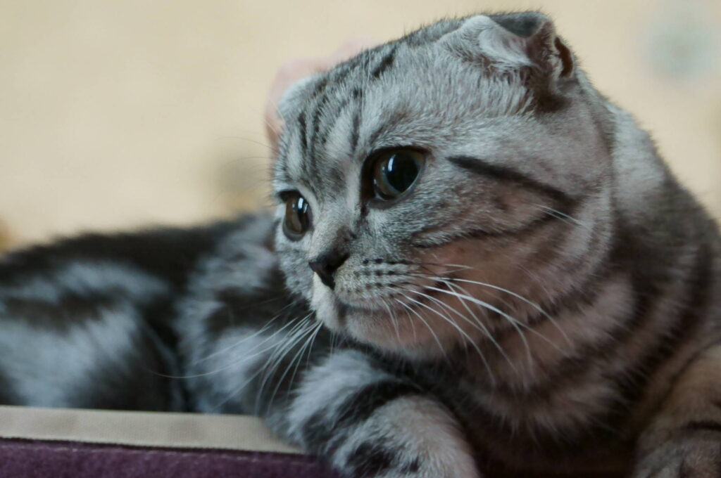 Um gatinho de orelhas dobradas? Conheça o Scottish Fold - Gatos, Raças, Scottish Fold