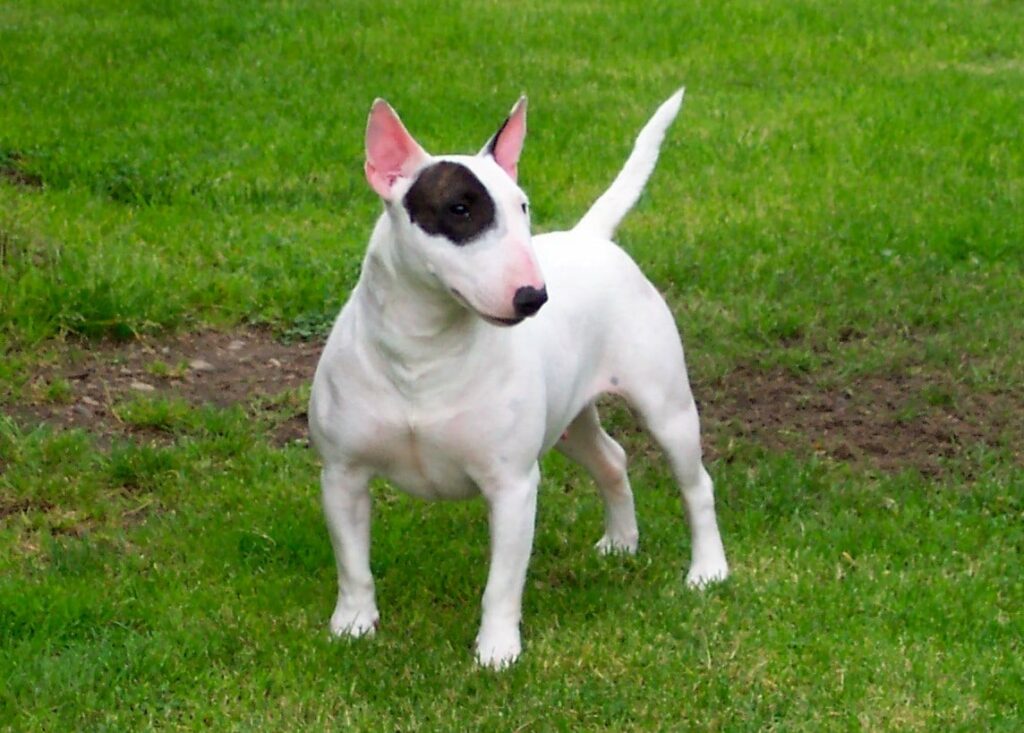 Bull Terrier - Esse cão é pura diversão - Cães, Raças, Schnauzer Miniatura