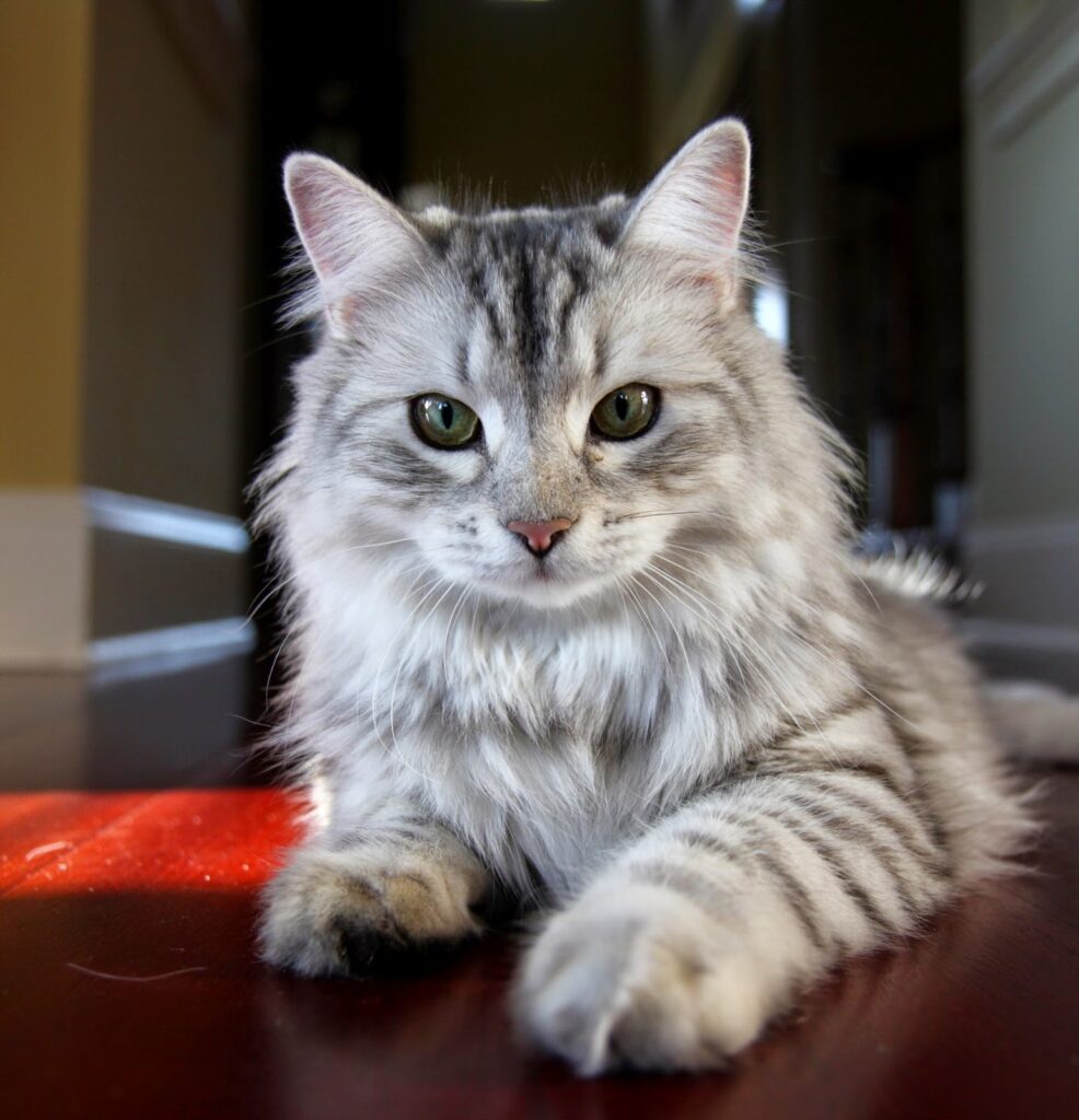 Saiba mais sobre o gato Siberiano - Curiosidades, Dicas, Gatos, Raças, russian blue