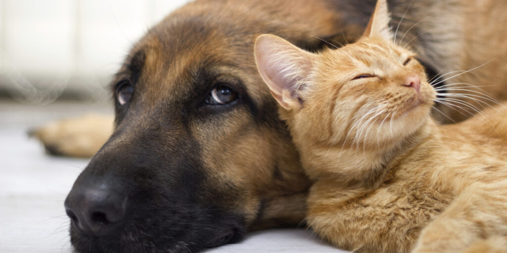 Adaptar o felino a pets de outras espécies - Curiosidades, Dicas, Diversos, Raças, Saúde