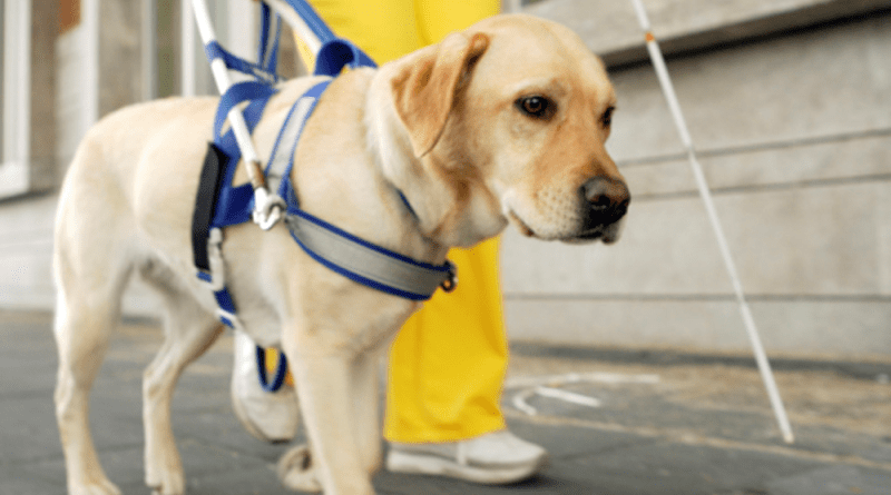 Saiba mais sobre os cães-guia - Adestramento, Curiosidades