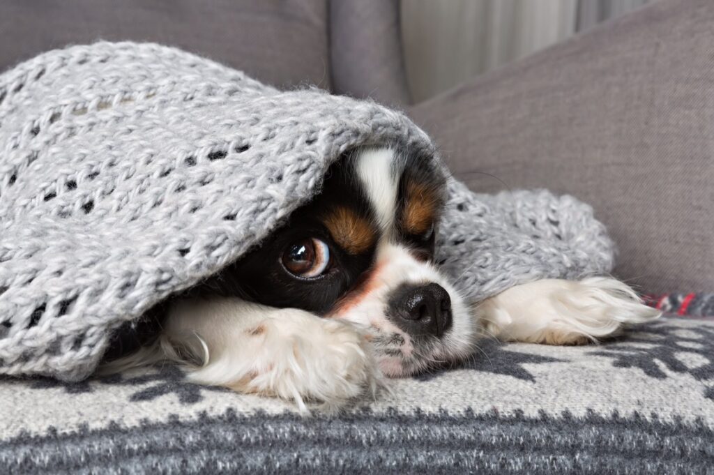 Como aumentar a imunidade do cão em dias de frio? - Cães, Saúde