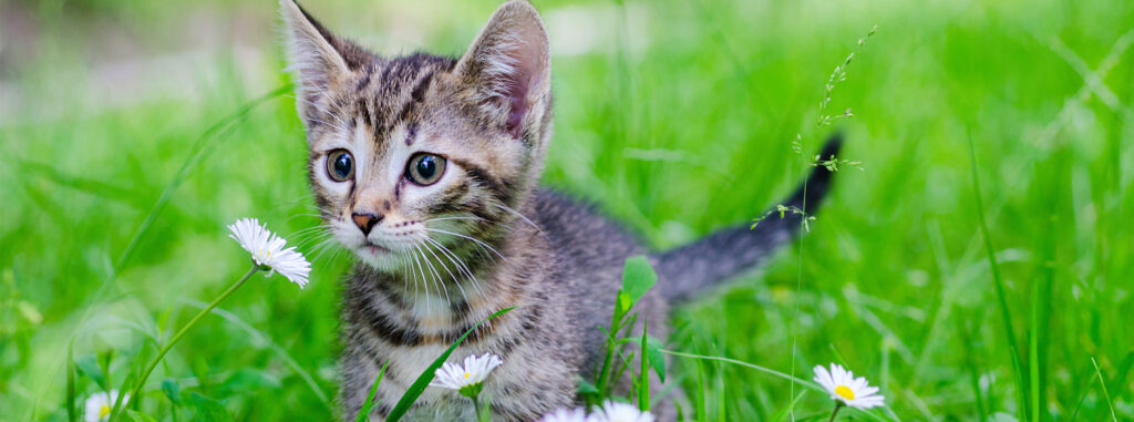 Alergia alimentar em gatos - Curiosidades, Datas comemorativas, Diversos
