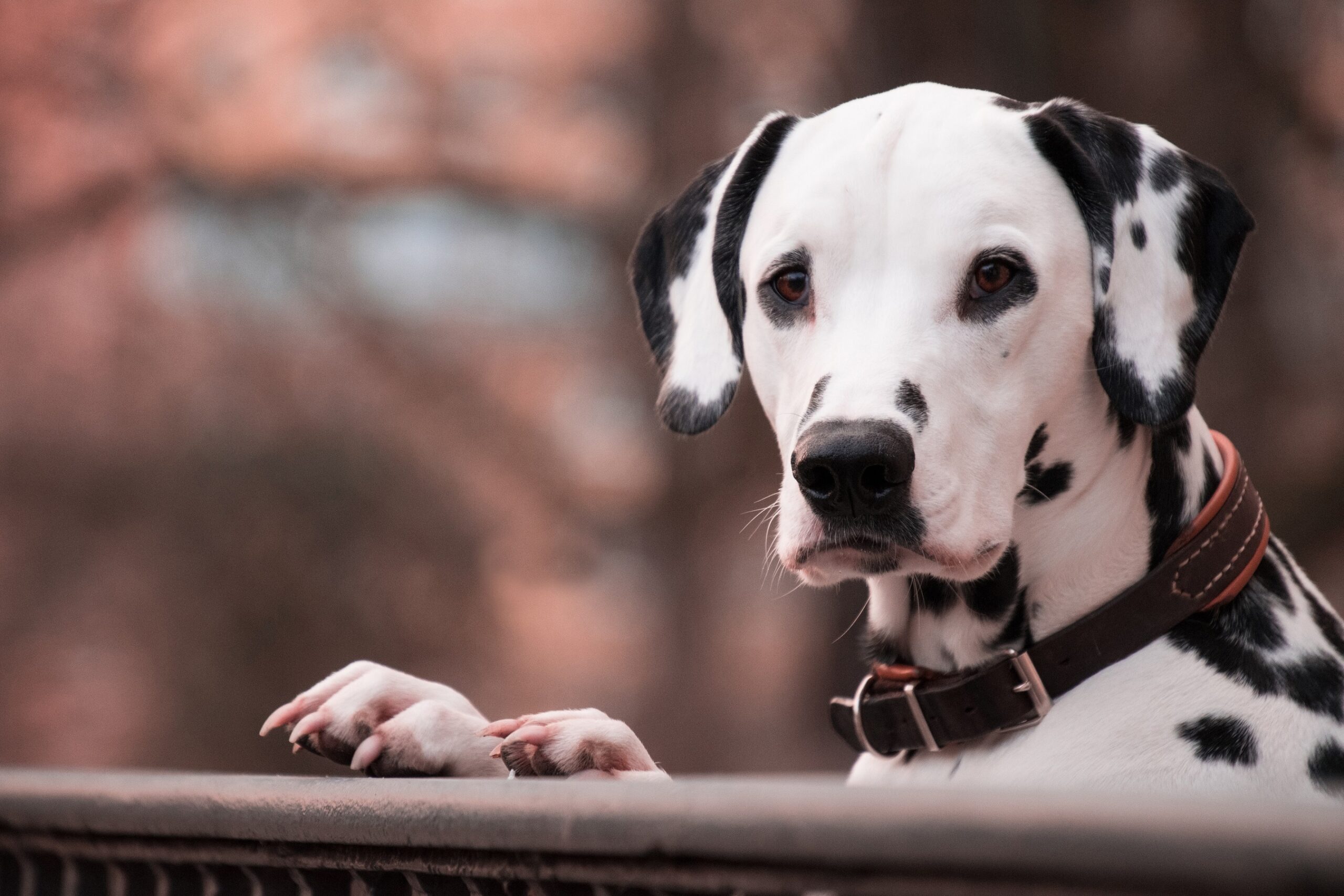 Os benefícios do agility para cães - Revista Cães & Cia