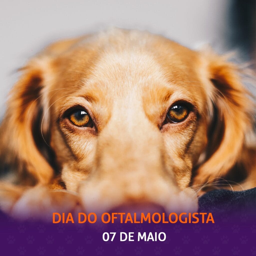Dia do Oftalmologista Veterinário - Cuidados com a visão do pet - Cães, Gatos, Saúde
