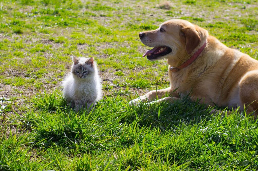 Socialização entre cães e gatos - Cães, Raças