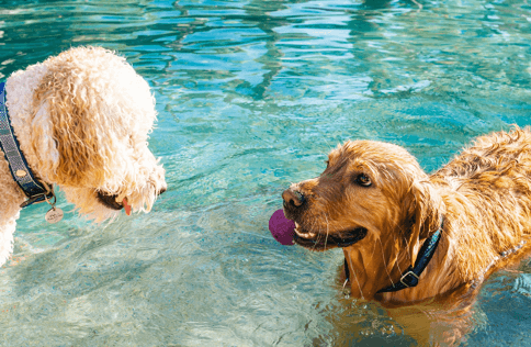 Benefícios da Natação para os Cães - Comportamento, Dicas, Saúde