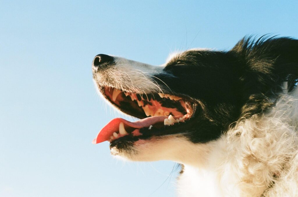 Cuidados com a Gengivite Canina - Cães, Saúde