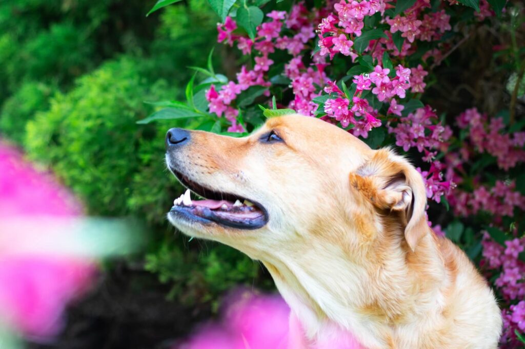 Três tratamentos naturais para tratar infecção por fungos em cães - Cães, Saúde