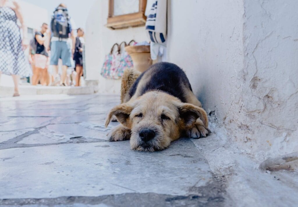 Dezembro Verde – Diga não ao abandono de animais! - Cães, Saúde