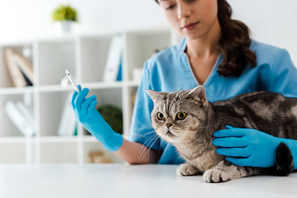Gato sendo vacinado