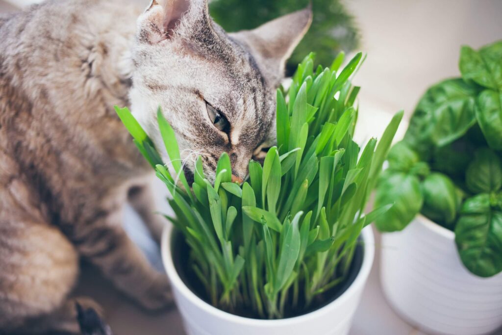 De onde vem o hábito dos gatos de comer grama? - Alimentação, Gatos
