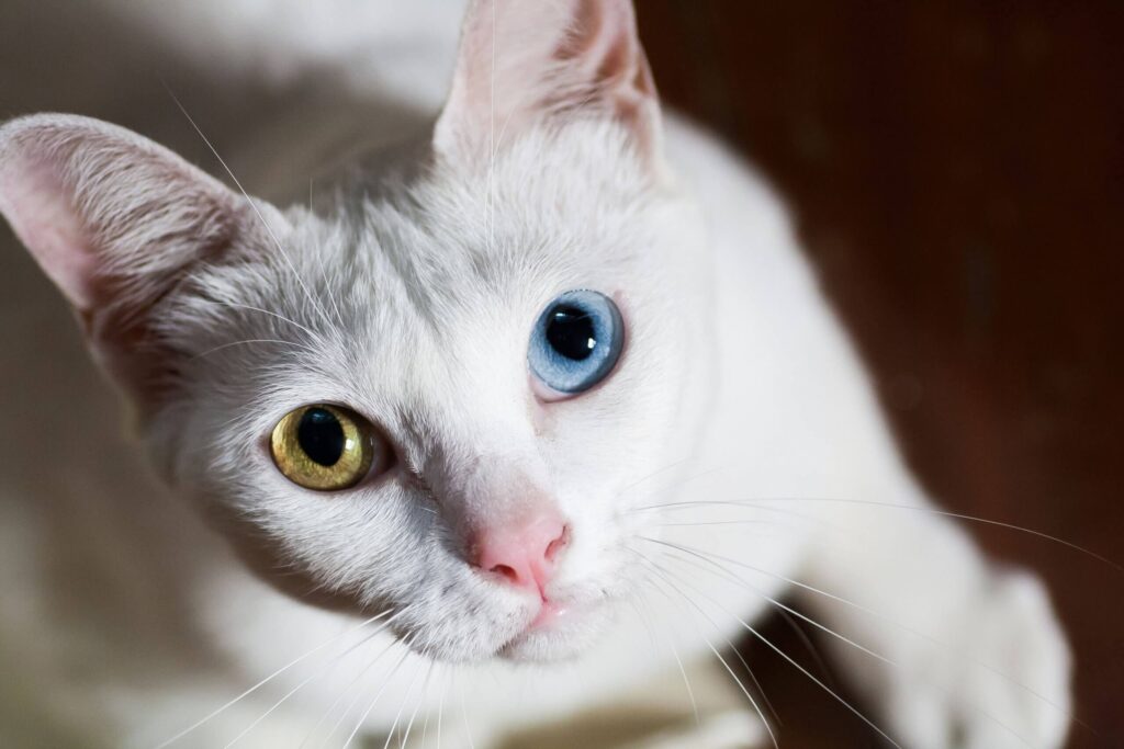 Entenda a heterocromia em gatos - Curiosidades, Diferenças, Gatos, Saúde