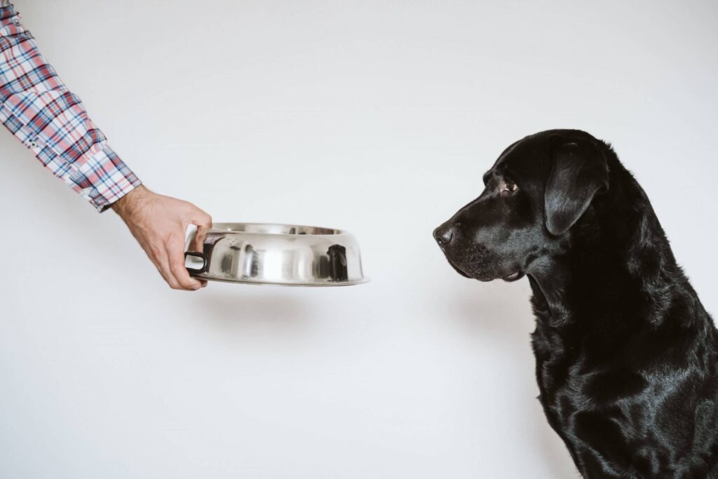Como limpar o pote de comida de seu cachorro afeta a sua saúde (e a dele) - Saúde