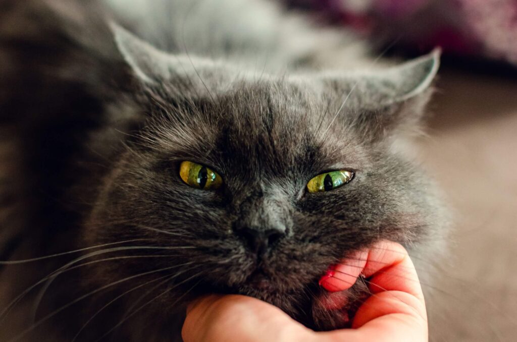 Como ajudar a prevenir doenças renais em gatos - Dicas, Gatos