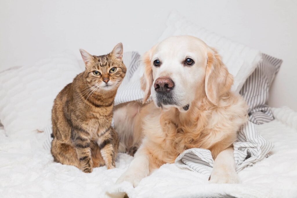 Principais diferenças entre cães e gatos, segundo a ciência! - Curiosidades, Gatos, Saúde