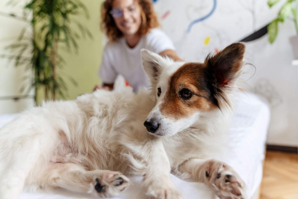 Surdez canina: como adaptar a vida do cão para essa condição. - Saúde