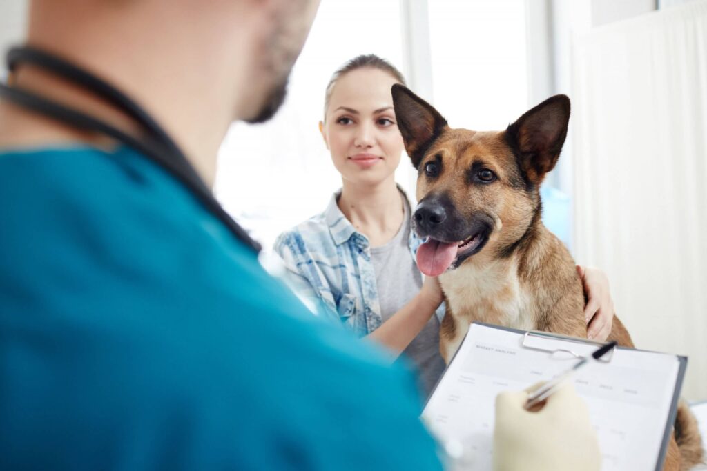 5 doenças caninas para ter em mente quando procurar um plano de saúde - Comportamento, Curiosidades, Gatos, Saúde