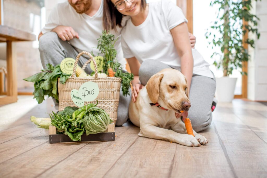 Quais legumes e verduras o cachorro pode comer? - Alimentação, Gatos