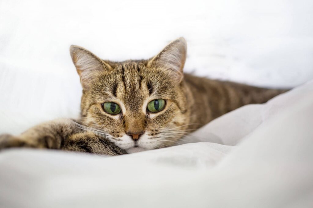Infecção urinária em gatos: como ajudar seu bichano! - Curiosidades, Gatos, Saúde