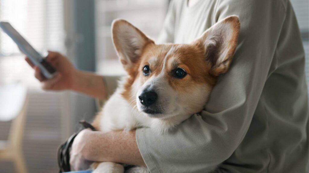 Leishmaniose canina: o que você precisa saber - Cães, Raças