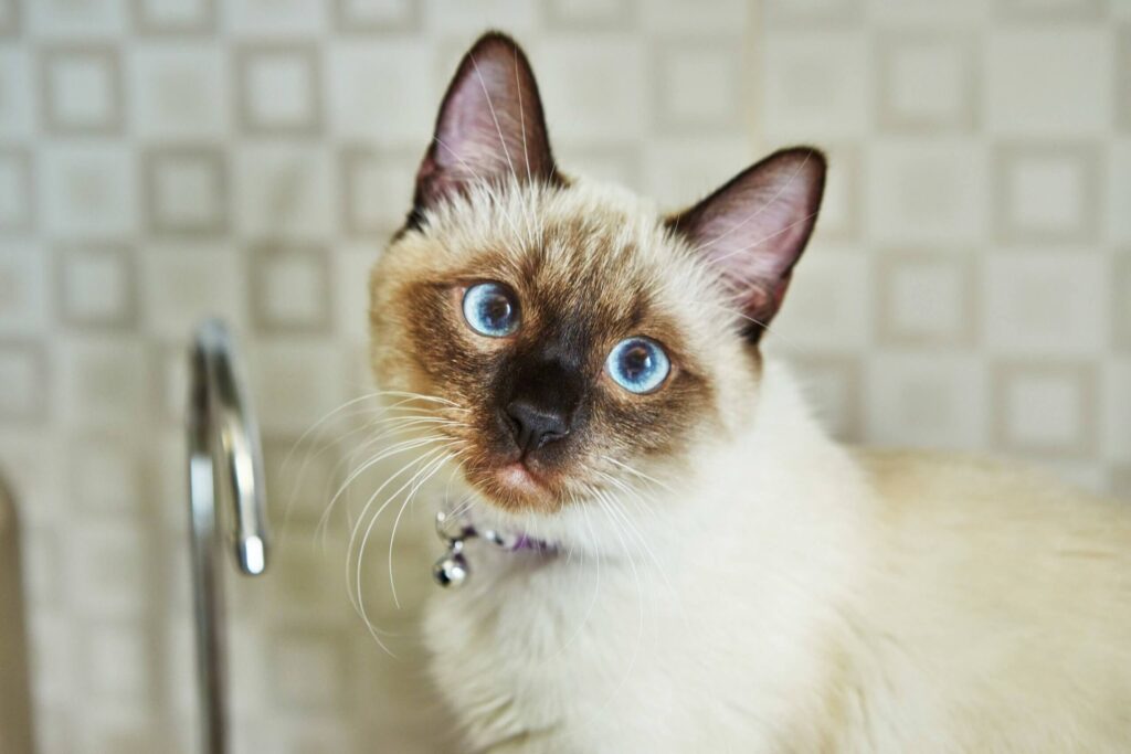 10 curiosidades sobre gatos que você ainda não sabe - Curiosidades, Gatos, Saúde
