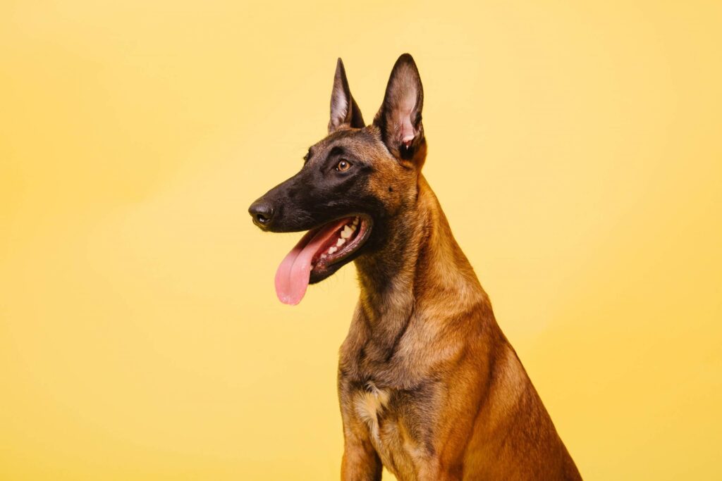 Pastor Belga: Guia Completo sobre o Cão e suas Características - Cães, Raças