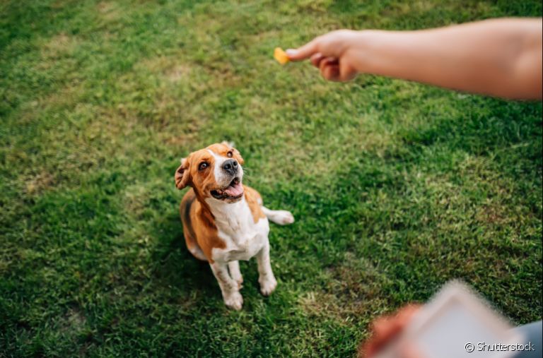 Adestramento de Cães: Como Educar Seu Cão com Amor e Respeito - Adestramento