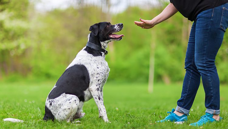 Adestramento de Cães: Como Educar Seu Cão com Amor e Respeito - Adestramento